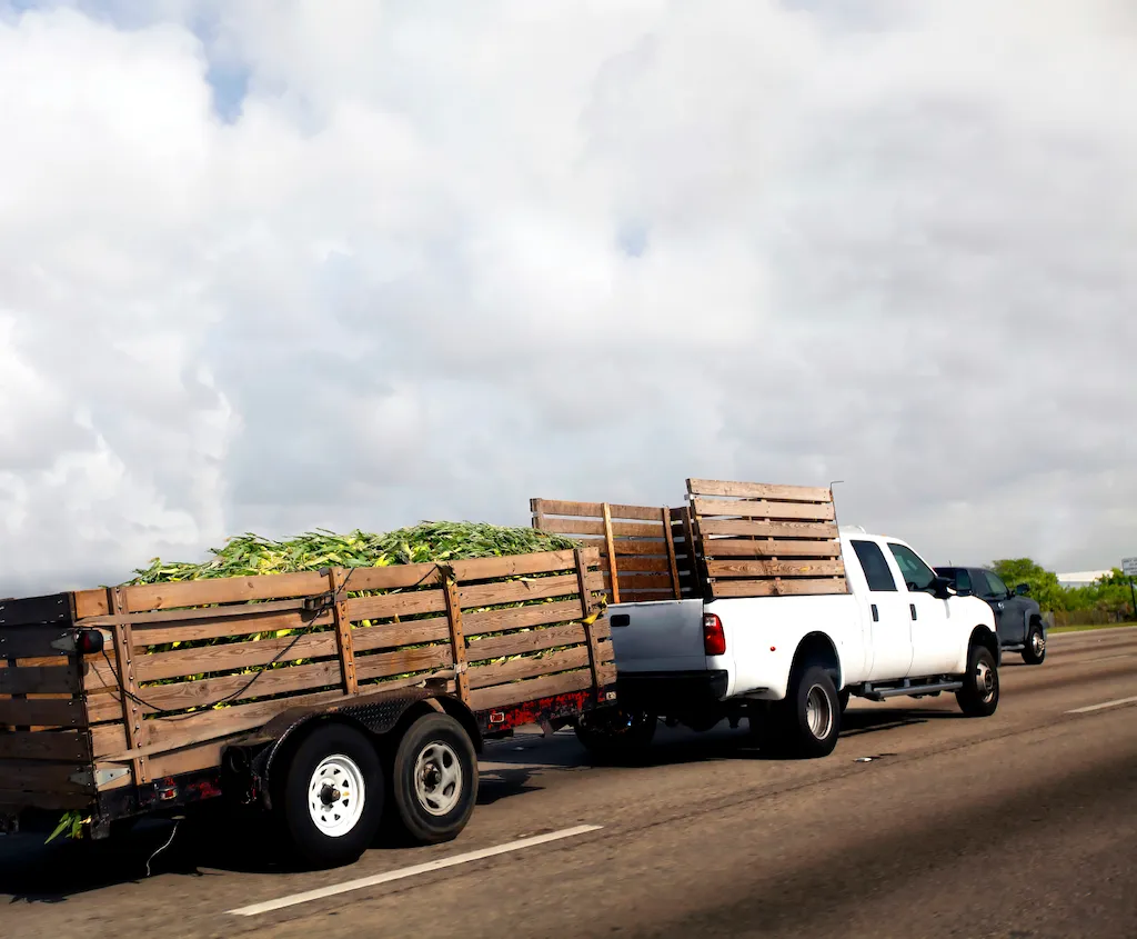 truck with load of corn